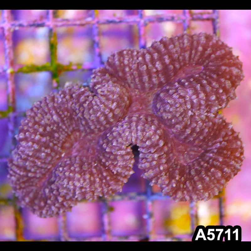 Item#A5711IN5711(M) WYSIWYG Indo Ultra Lobophyllia