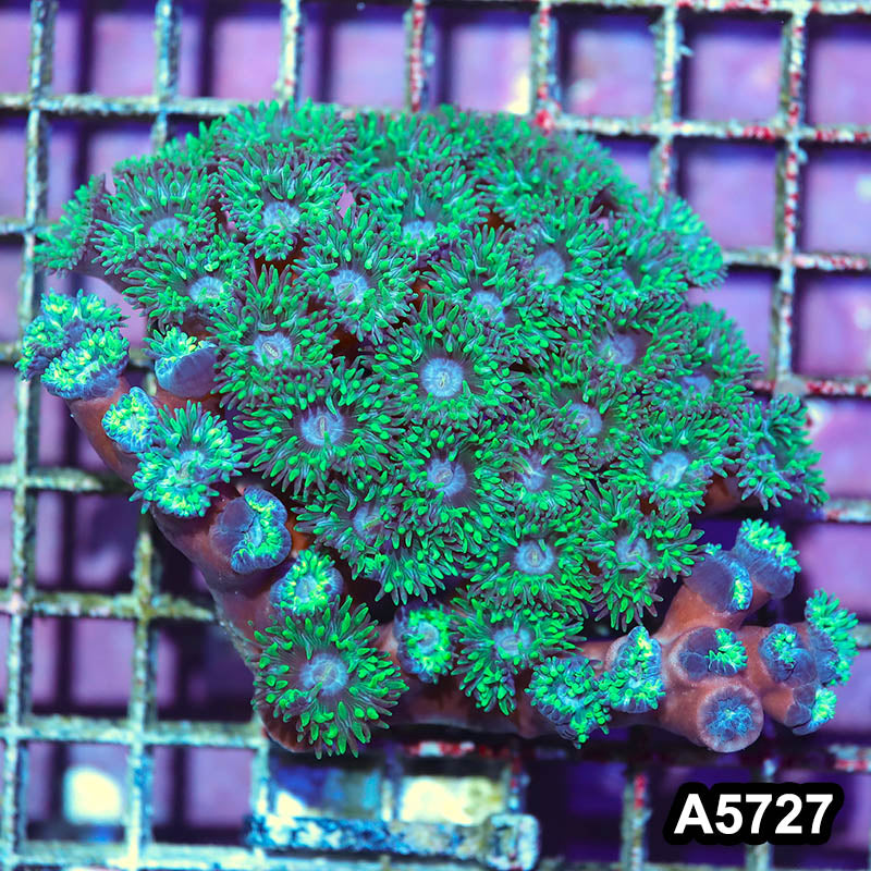 Item#A5727IN5727(M) WYSIWYG Western Australia Ultra Unique Duncan Colony