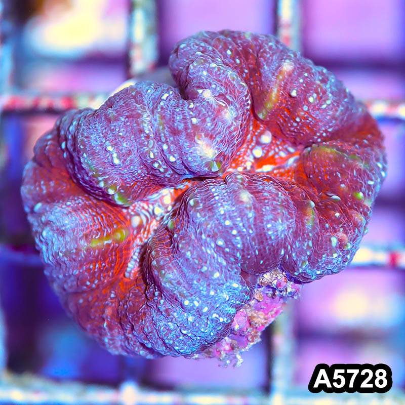 Item#A5728IN5728(S) WYSIWYG Aussie Ultra Unique Lobophyllia