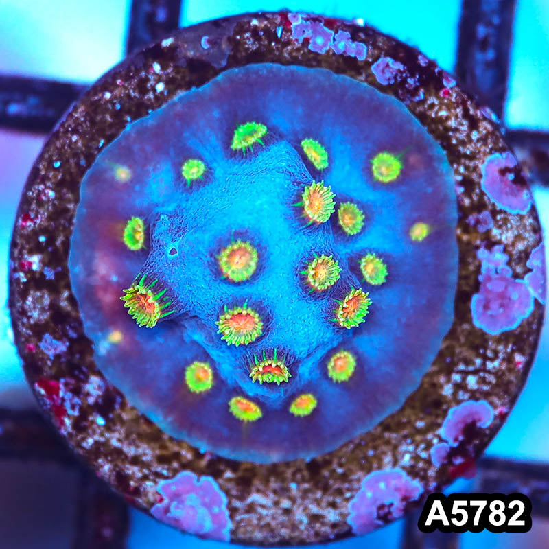 Item#A5782FRM5782(S) WYSIWYG Cultured Ultra Rare Bizzaro Cyphastrea Frag