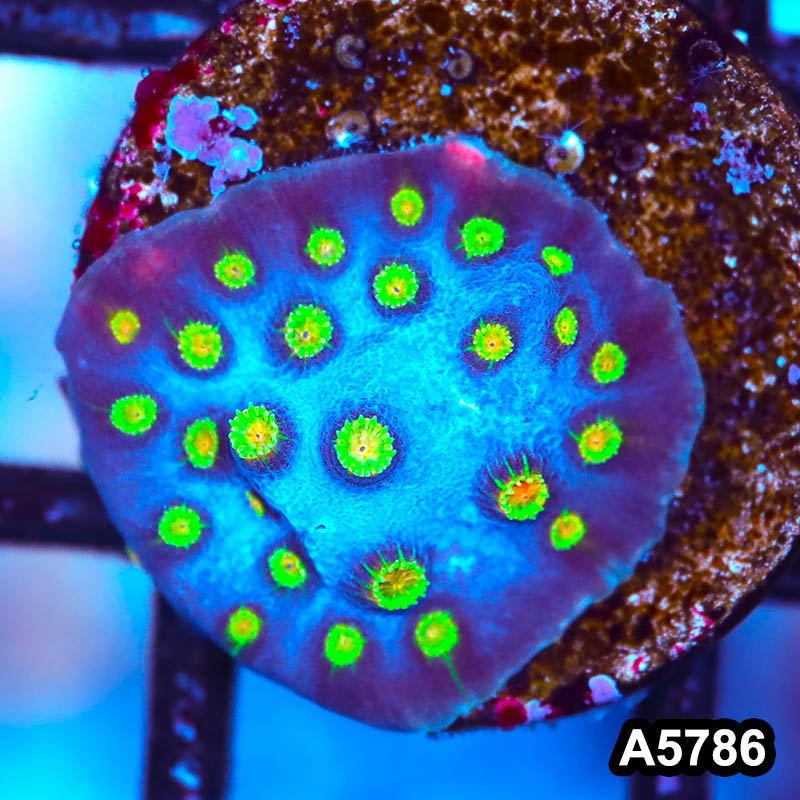 Item#A5786FRM5786(S) WYSIWYG Cultured Ultra Rare Bizzaro Cyphastrea Frag