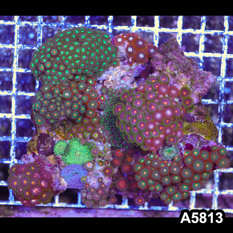 Item#A5813RW5813(L) WYSIWYG Indo Ultra Zoanthid Combo