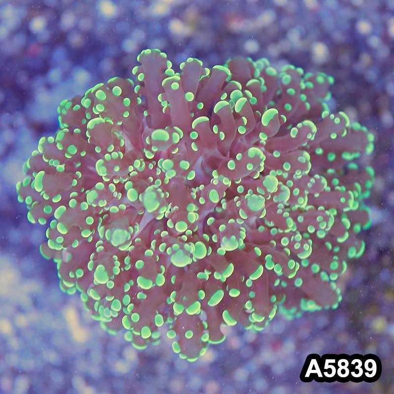 Item#A5839RW5839(M) WYSIWYG Indo Ultra Tip Branching Frogspawn Single Head