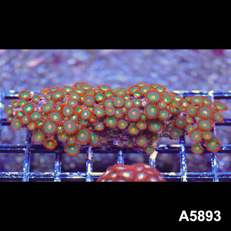 Item#A5893RW5893(M) WYSIWYG Indo Ultra Gatorade Zoanthid Mini Colony