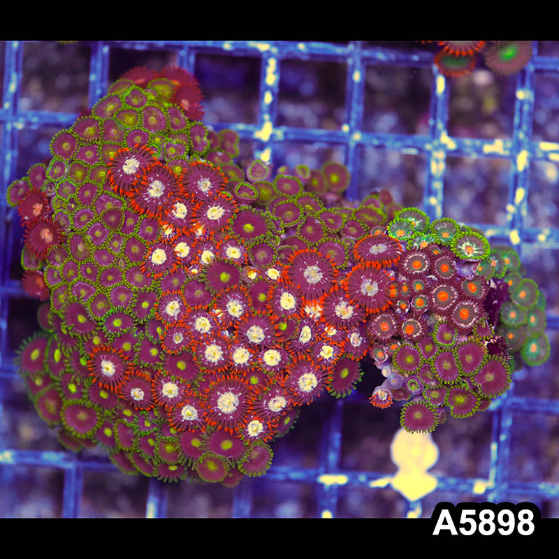 Item#A5898RW5898(M) WYSIWYG Indo Ultra Zoanthid Colony