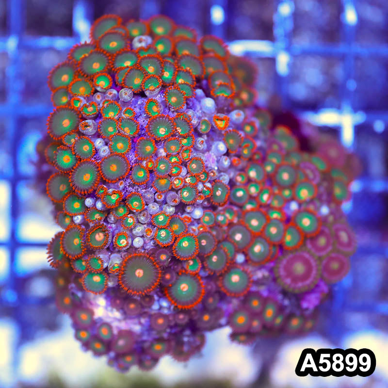 Item#A5899RW5899(M) WYSIWYG Indo Ultra Zoanthid Colony