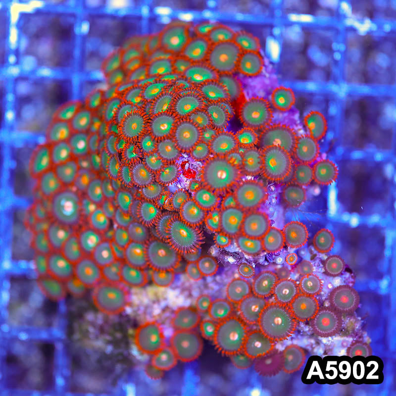 Item#A5902RW5902(M) WYSIWYG Indo Ultra Zoanthid Colony