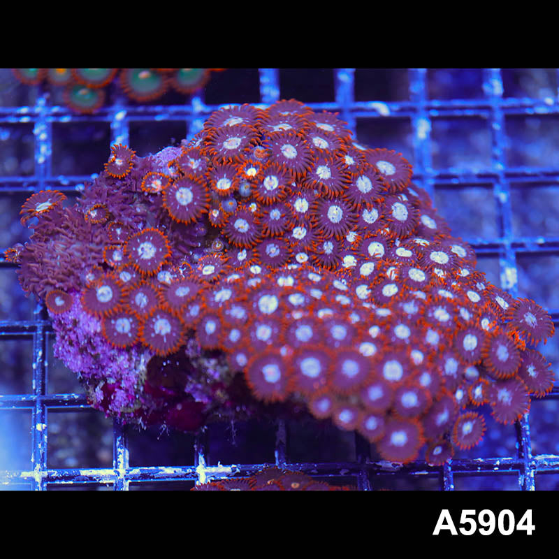 Item#A5904RW5904(M) WYSIWYG Indo Ultra Zoanthid Colony