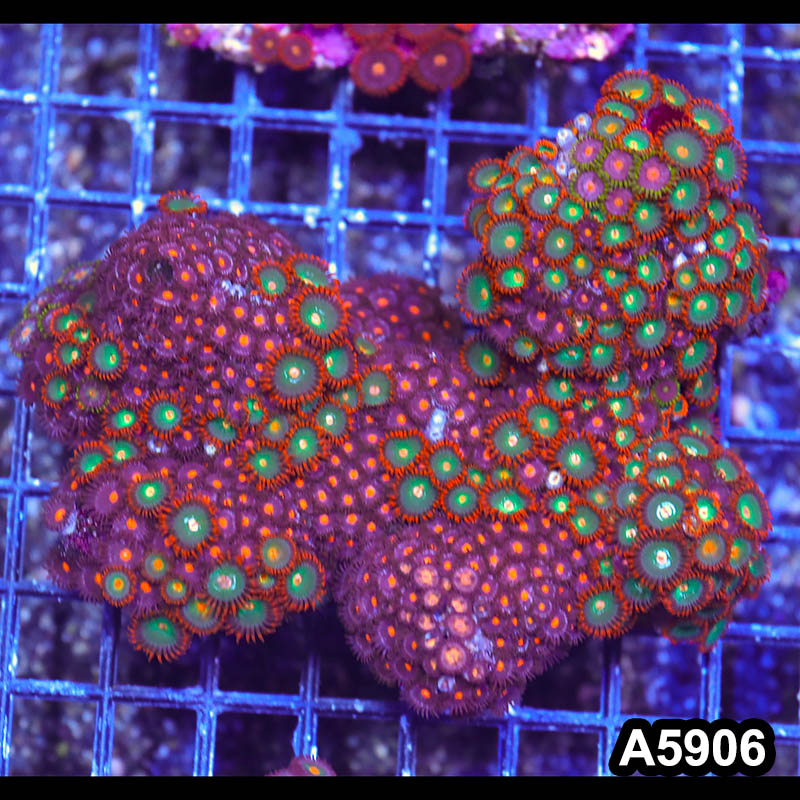 Item#A5906RW5906(M) WYSIWYG Indo Ultra Zoanthid Colony