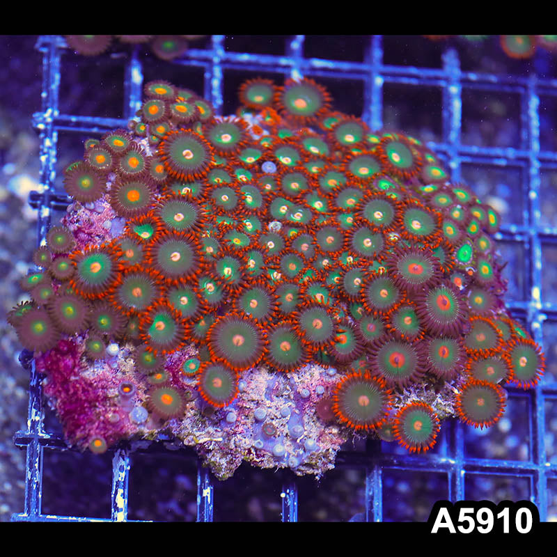 Item#A5910RW5910(M) WYSIWYG Indo Ultra Zoanthid Colony