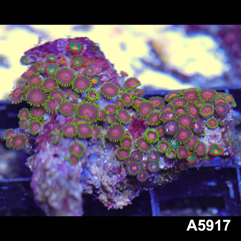 Item#A5917RW5917(M) WYSIWYG Indo Ultra Zoanthid Colony