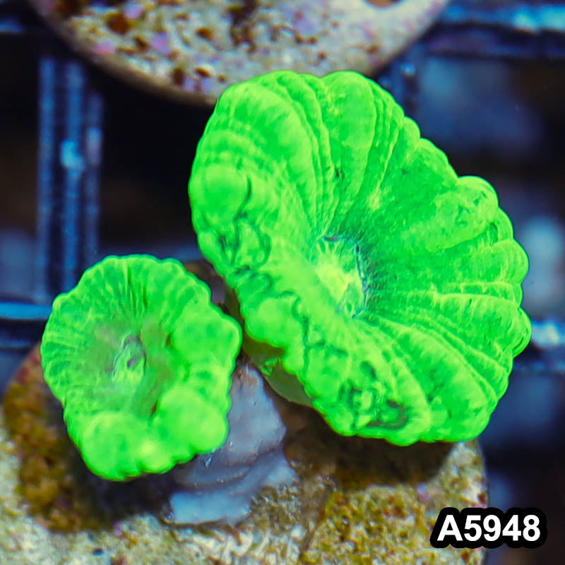 Item#A5948LW5948(S) WYSIWYG Indo Ultra Kryptonite Candy Cane Frag