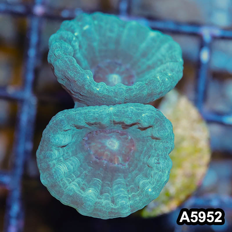 Item#A5952LW5952(S) WYSIWYG Indo Ultra Candy Cane Frag