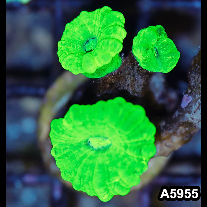 Item#A5955LW5955(S) WYSIWYG Indo Ultra Kryptonite Candy Cane Frag