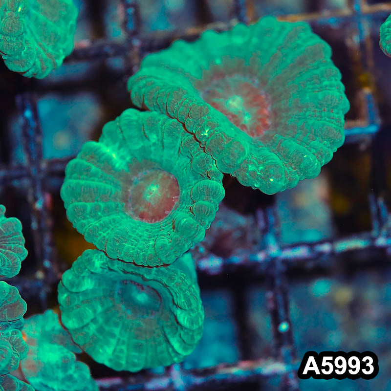 Item#A5993LW5993(S) WYSIWYG Indo Ultra Candy Cane Frag