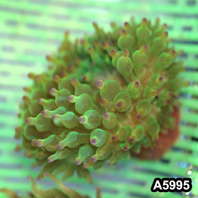 Item#A5995IN5995(M) WYSIWYG Australian Ultra Purple Tip Anemone