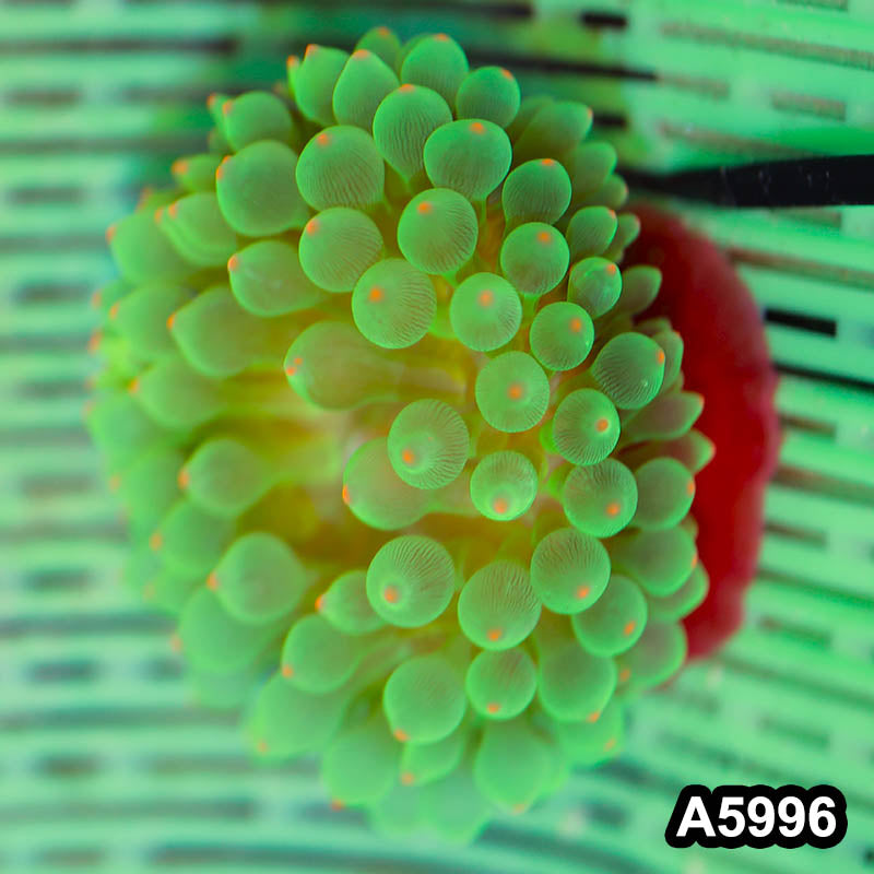 Item#A5996IN5996(M) WYSIWYG Australian Ultra Pink Tip Anemone