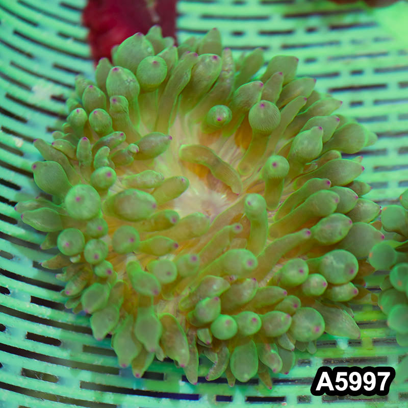 Item#A5997IN5997(M) WYSIWYG Australian Ultra Purple Tip Anemone