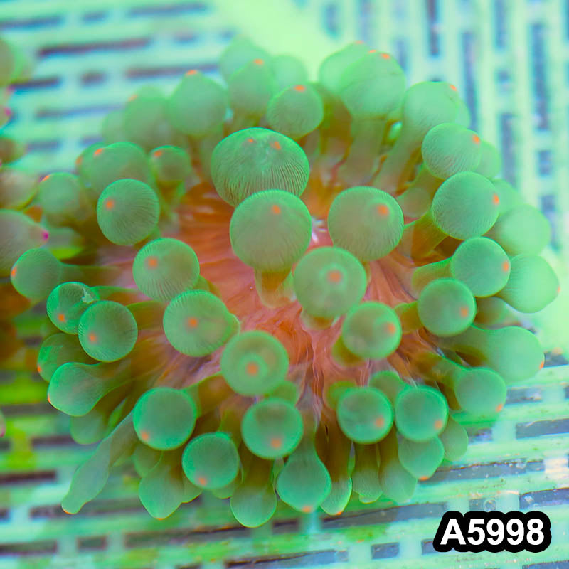 Item#A5998IN5998(M) WYSIWYG Australian Ultra Pink Tip Anemone