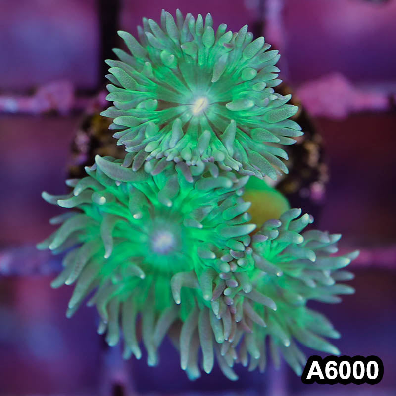 Item#A6000LP6000(S) WYSIWYG Australian Ultra Neon Duncan Frag