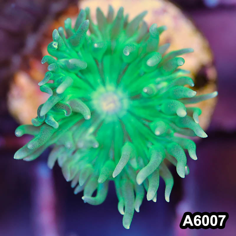 Item#A6007LP6007(S) WYSIWYG Australian Ultra Neon Duncan Frag