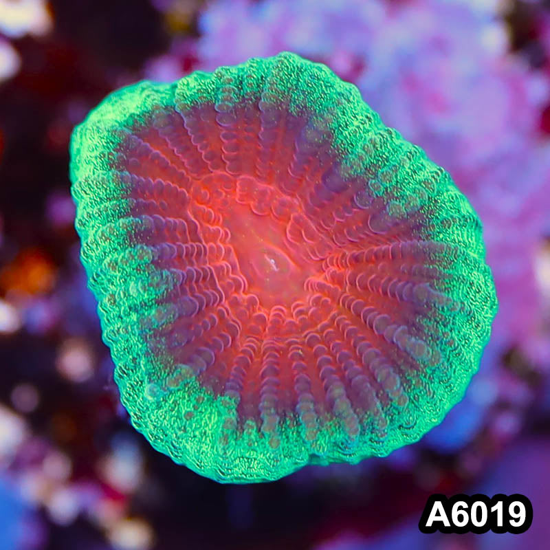 Item#A6019LP6019(S) Hand Selected Australian Ultra Watermelon Favia Frag