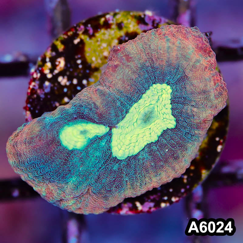 Item#A6024LP6024(S) WYSIWYG Australian Ultra Unique Reverse Prism Favia Frag