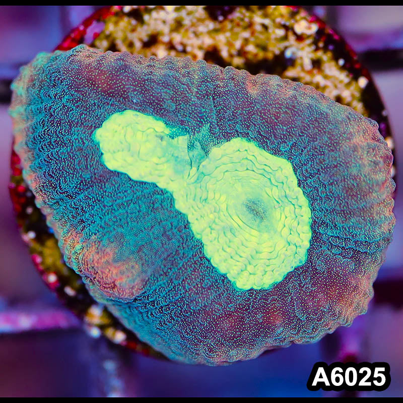 Item#A6025LP6025(S) WYSIWYG Australian Ultra Unique Reverse Prism Favia Frag