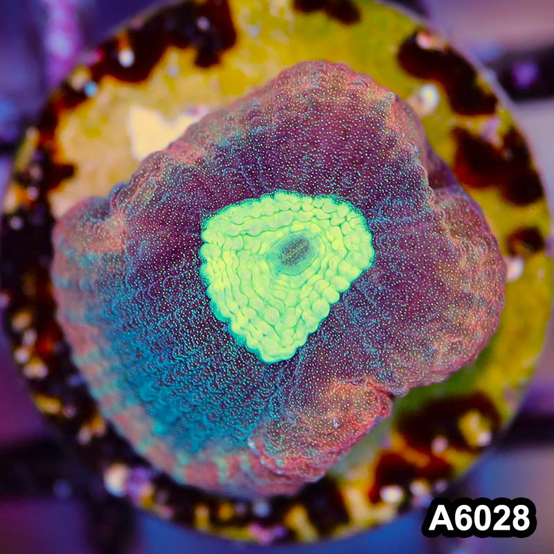 Item#A6028LP6028(S) WYSIWYG Australian Ultra Unique Reverse Prism Favia Frag