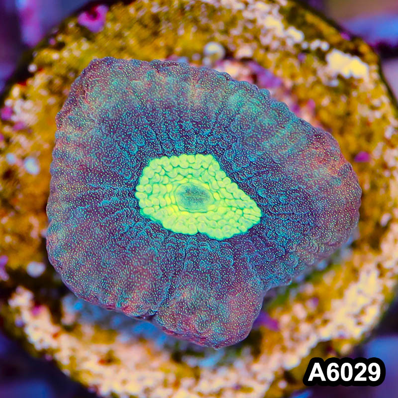 Item#A6029LP6029(S) WYSIWYG Australian Ultra Unique Reverse Prism Favia Frag