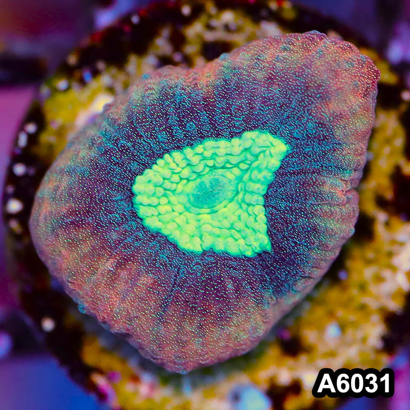 Item#A6031LP6031(S) WYSIWYG Australian Ultra Unique Reverse Prism Favia Frag