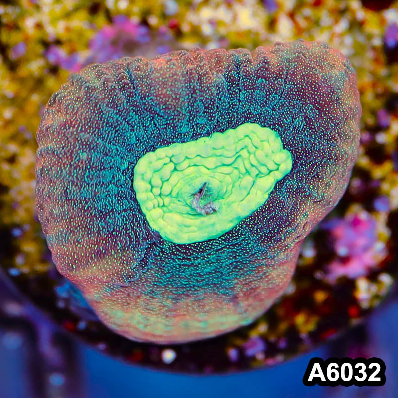 Item#A6032LP6032(S) WYSIWYG Australian Ultra Unique Reverse Prism Favia Frag