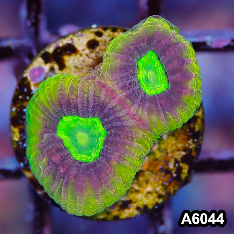 Item#A6044LP6044(S) WYSIWYG Australian Ultra Unique Dragon Soul Prism Favia Frag