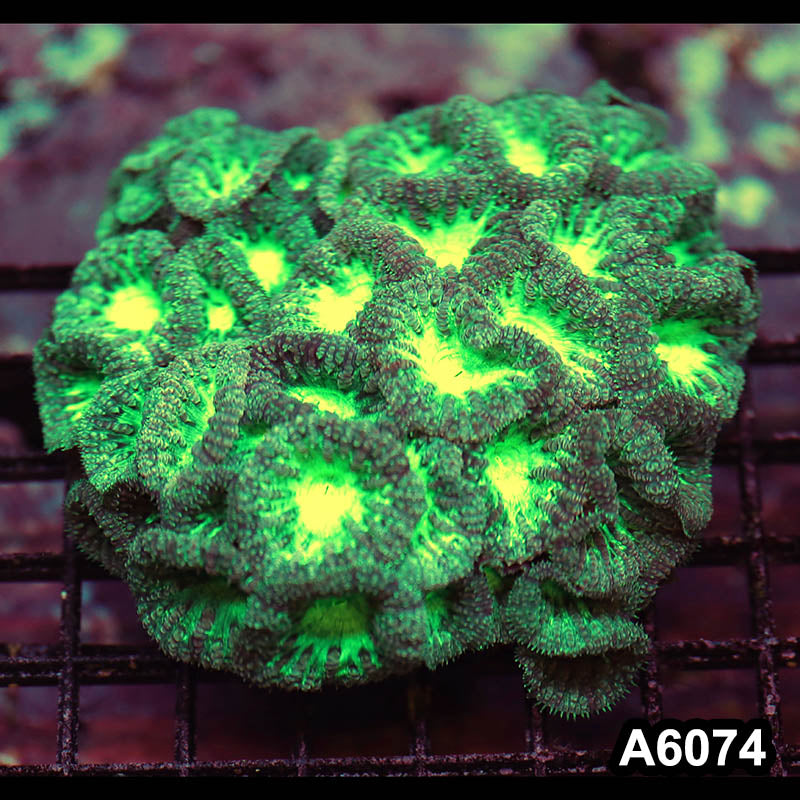 Item#A6074LP6074(M) WYSIWYG Australian Ultra Neon Blastomussa Colony