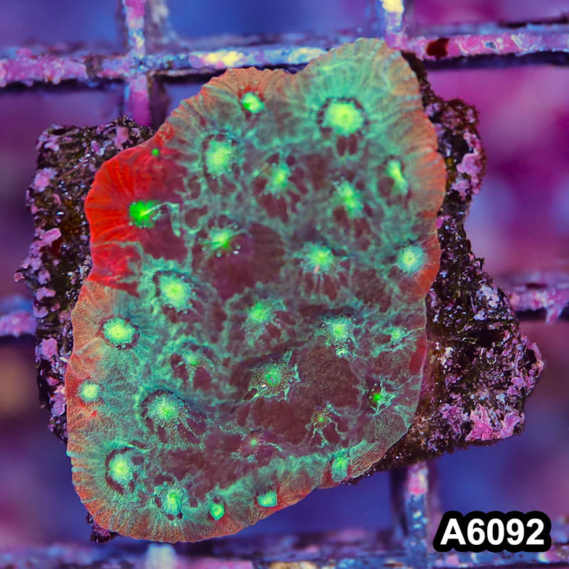 Item#A6092LP6092(S) WYSIWYG Australian Ultra Unique Favites Frag