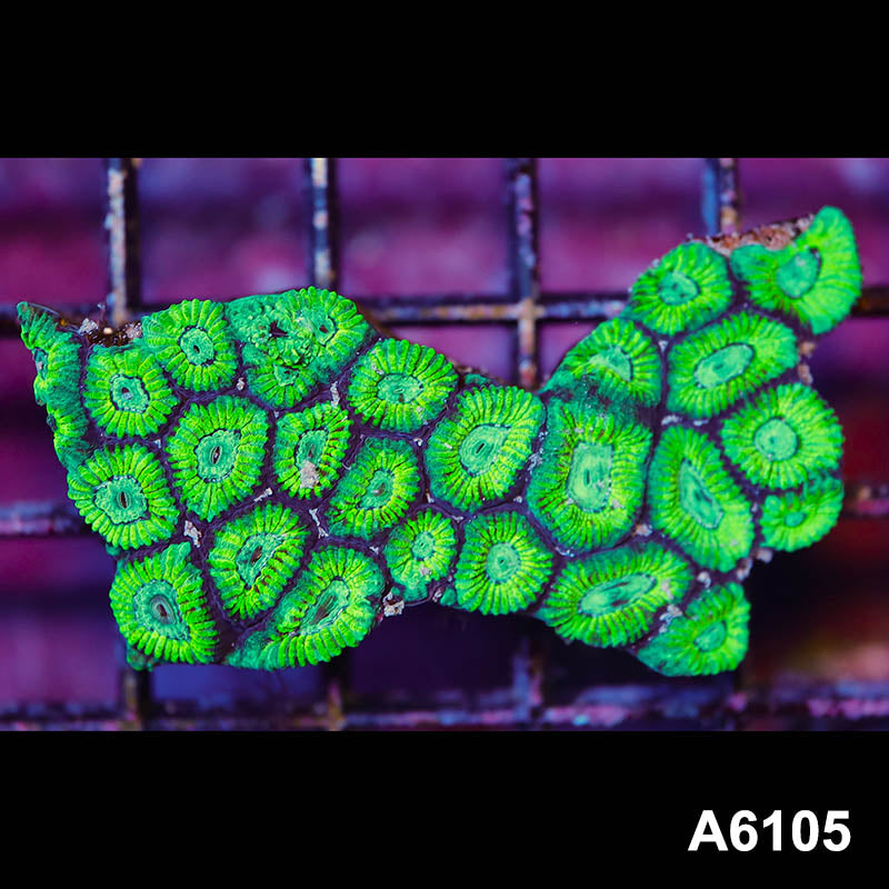 Item#A6105LP6105(S) WYSIWYG Australian Ultra Neon Favia Mini Colony