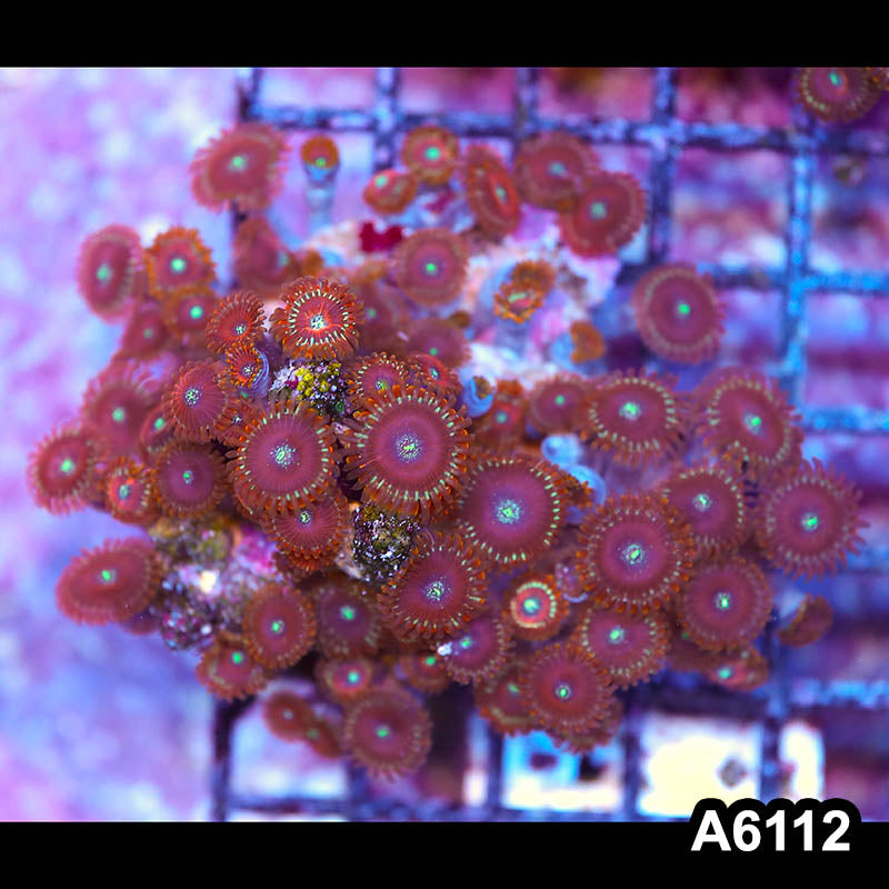 Item#A6112LP6112(M) WYSIWYG Indo Ultra Magician Zoanthid Colony