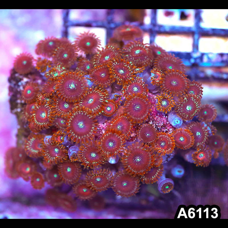 Item#A6113LP6113(M) WYSIWYG Indo Ultra Magician Zoanthid Colony