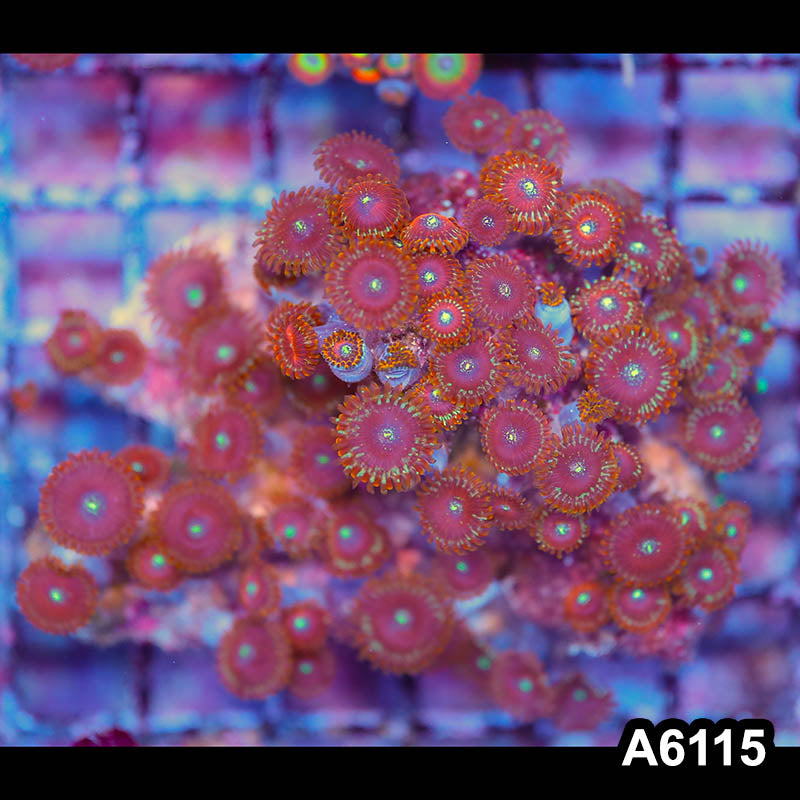 Item#A6115LP6115(M) WYSIWYG Indo Ultra Magician Zoanthid Colony