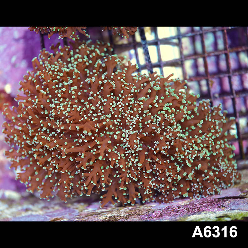 Item#A6316IN6316(L) WYSIWYG Australian Ultra Tip Wall Frogspawn Colony