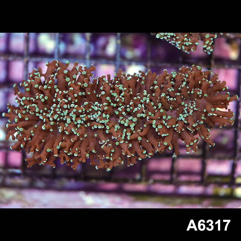 Item#A6317IN6317(M) WYSIWYG Australian Ultra Tip Wall Frogspawn Colony