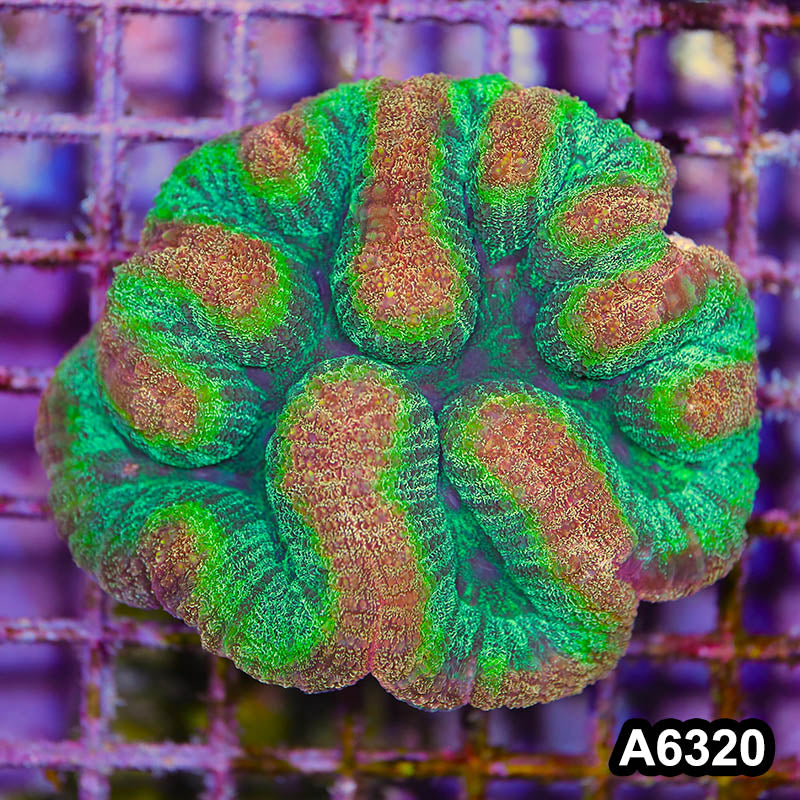 Item#A6320IN6320(M) WYSIWYG Australian Rainbow Lobophyllia Colony