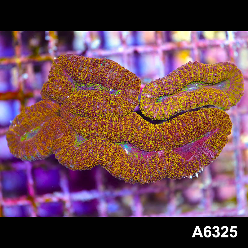 Item#A6325IN6325(M) WYSIWYG Australian Rainbow Lobophyllia