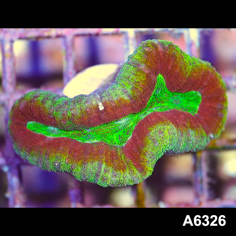 Item#A6326IN6326(S) WYSIWYG Australian Rainbow Lobophyllia