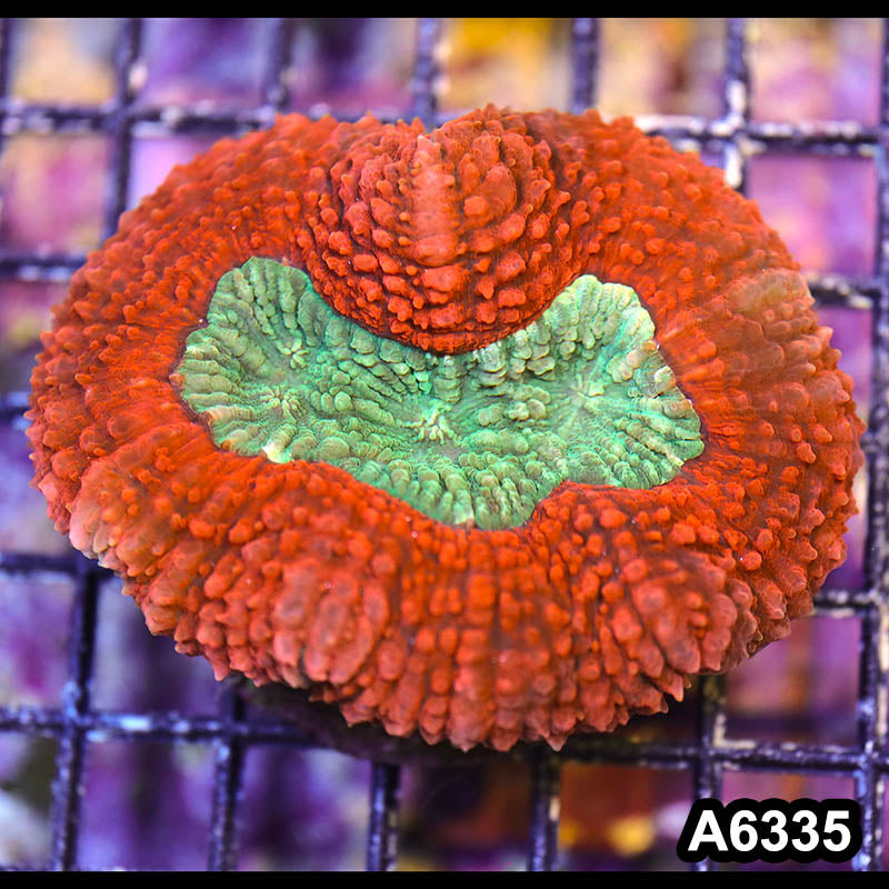 Item#A6335IN6335(M) WYSIWYG Indo Cultured Ultra Red Lobophyllia