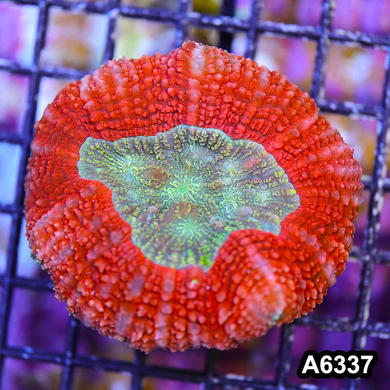 Item#A6337IN6337(M) WYSIWYG Indo Cultured Ultra Red Lobophyllia