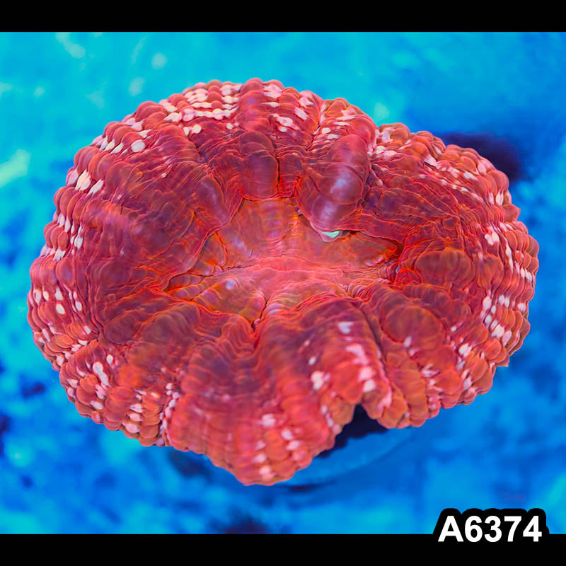 Item#A6374IN6374(M) WYSIWYG Indo Ultra Unique Red Cynarina Colony