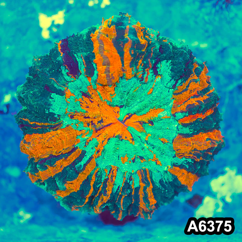 Item#A6375IN6375(M) WYSIWYG Indo Ultra Tiger Acanthophyllia