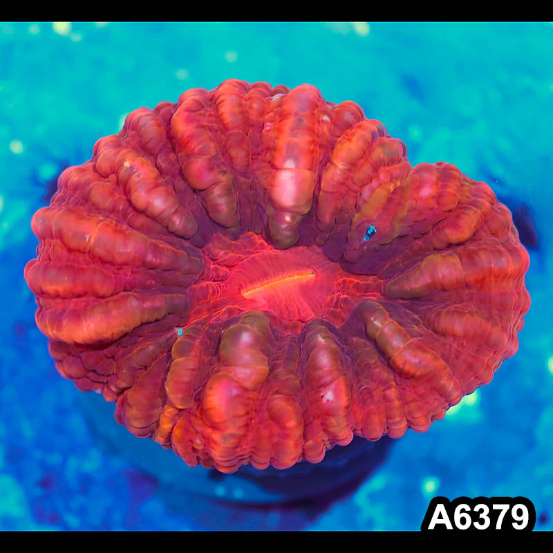 Item#A6379IN6379(M) WYSIWYG Indo Ultra Unique Red Cynarina Colony