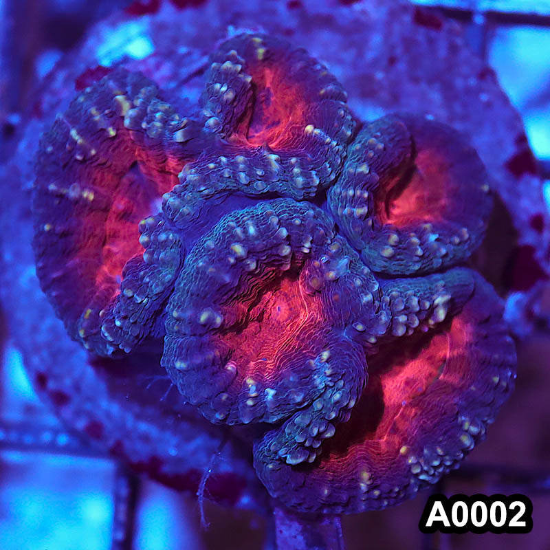 Item#A0002RW0002(M) WYSIWYG Indo Cultured Ultra Lobophyllia